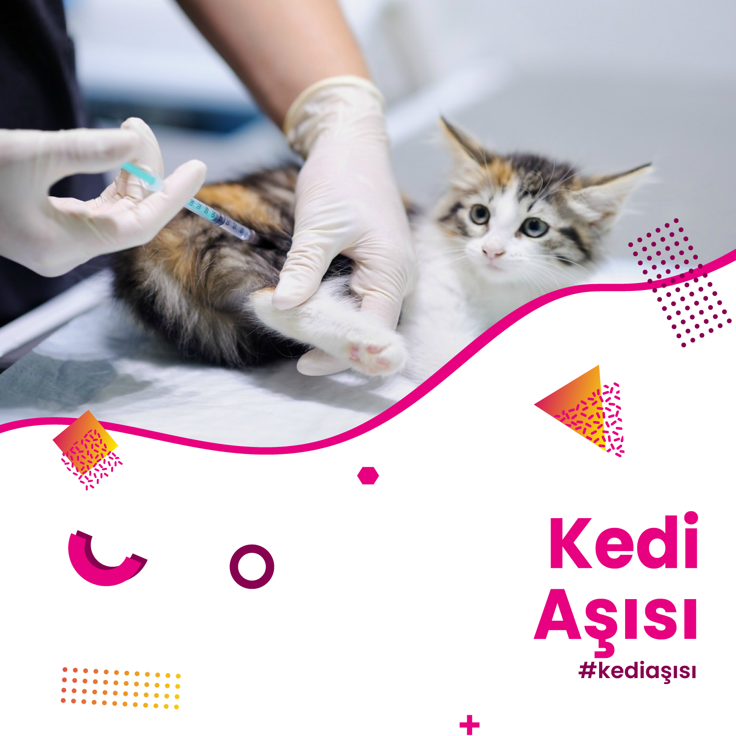 Kedi Aşısı Hizmeti